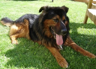 chien assoiffé