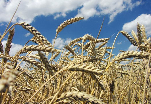 wheat corn