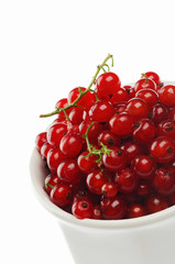 currant