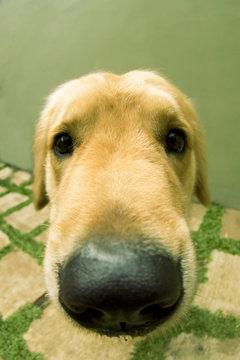cute dogie