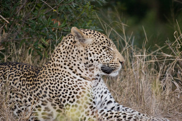 Fototapeta na wymiar leopard, sabi sands reserve