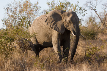 Fototapeta premium elephant at sabi sands reserve