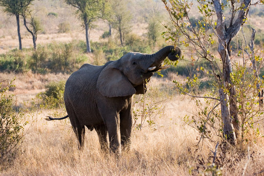 Elephant At Sabi Sands Reserve