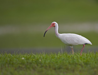 white ibis