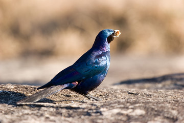bird eating