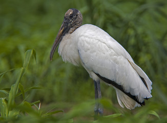 wood stork