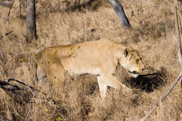 hunting lion
