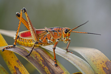 insect - grasshopper