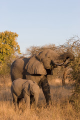 Obraz premium elephant in the bush