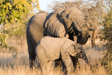 elephant at kruger park