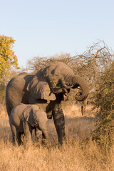 Fototapeta premium elephant in the sabi sands reserve