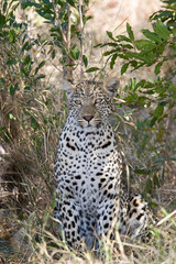 Fototapeta na wymiar leopard in the bush