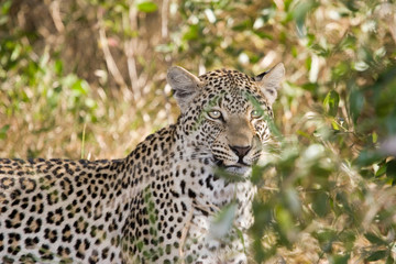 leopard in the wild of south africa