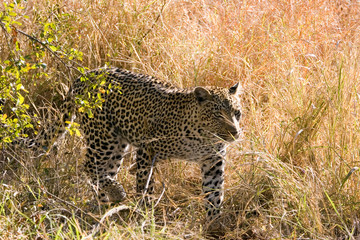 leopard in the bush