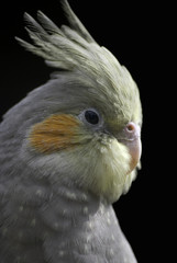 cockatiel