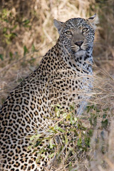 Fototapeta na wymiar leopard in the wild of south africa