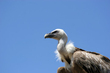Vulture isolated in blue background