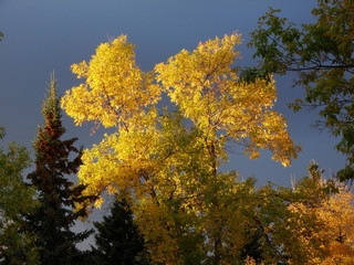 Fall Sky - Trees