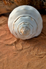 Shell on sand with shallow depth of field