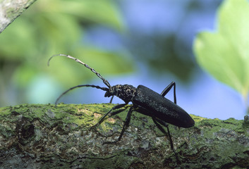 Capricorne