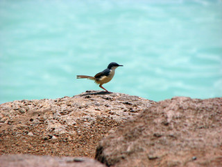 Lake Bird