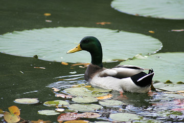 Duck