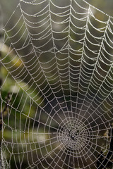 cobweb