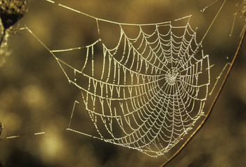 Toile © Adrien Roussel