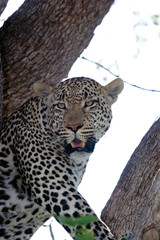 leopard on a tree