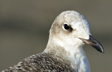 Sea gull