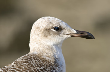Sea gull