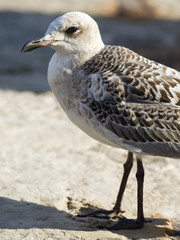 Sea gull