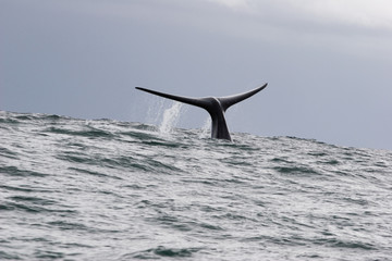 Fototapeta premium whale in south africa