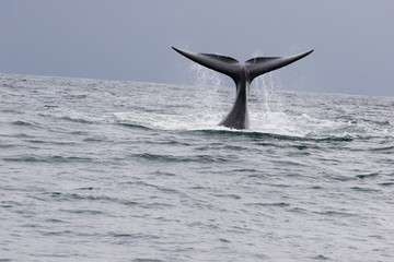 Fototapeta premium whale in south africa