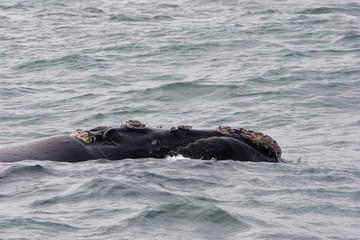 Fototapeta premium whales