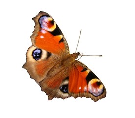 Papillon : Paon du jour