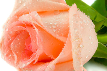 pink rosebud