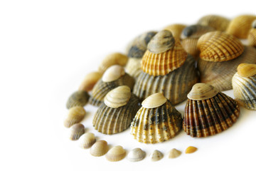 Shell Spiral