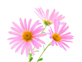 Obraz premium Pink gerbera daisies