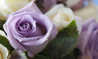 purple rose up close