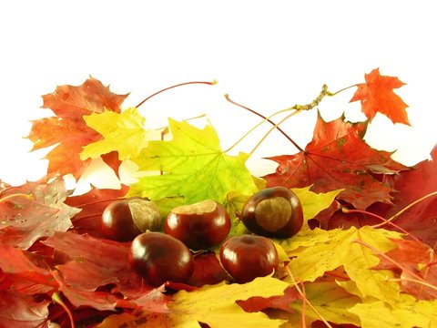 chestnuts on autumn leaves