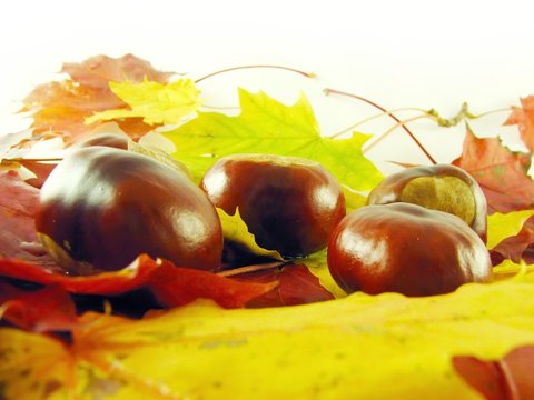 chestnuts on autumn leaves