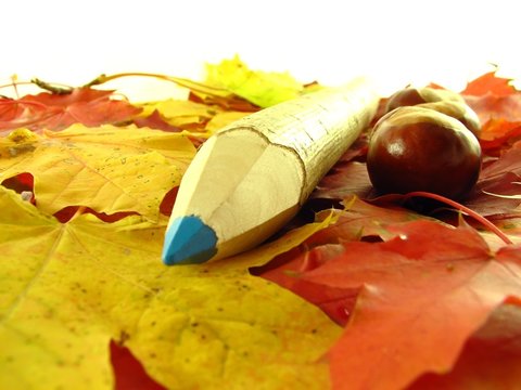 chestnuts and color pencil