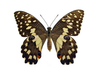 Butterfly.