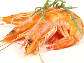Shrimps