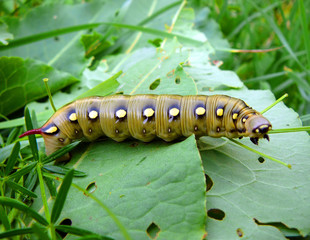 giant caterpillar
