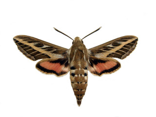 Hawkmoth.