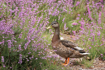 duck at the edge of water