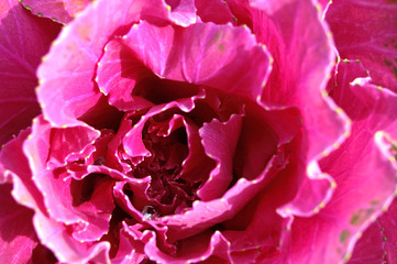 Kohl