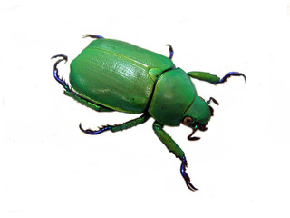 Beetle.